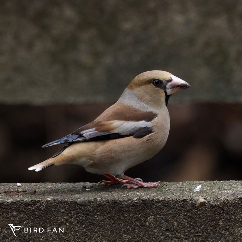 シメ – BIRD FAN （日本野鳥の会）