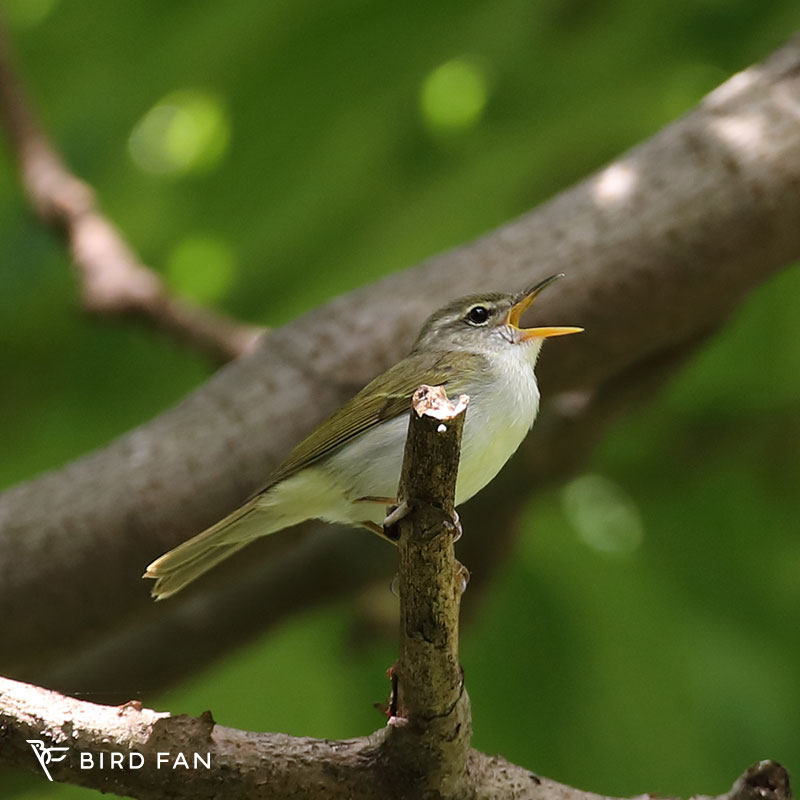 イイジマムシクイ – BIRD FAN （日本野鳥の会）