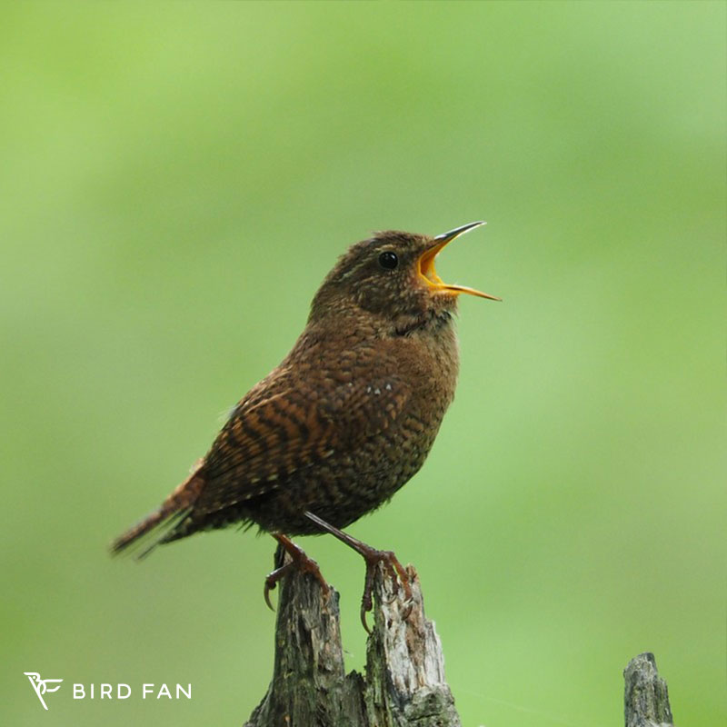 ミソサザイ – BIRD FAN （日本野鳥の会）