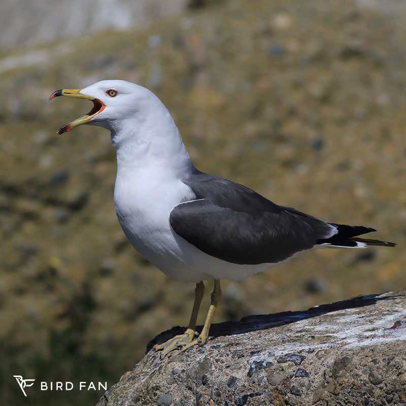 ウミネコ – BIRD FAN （日本野鳥の会）