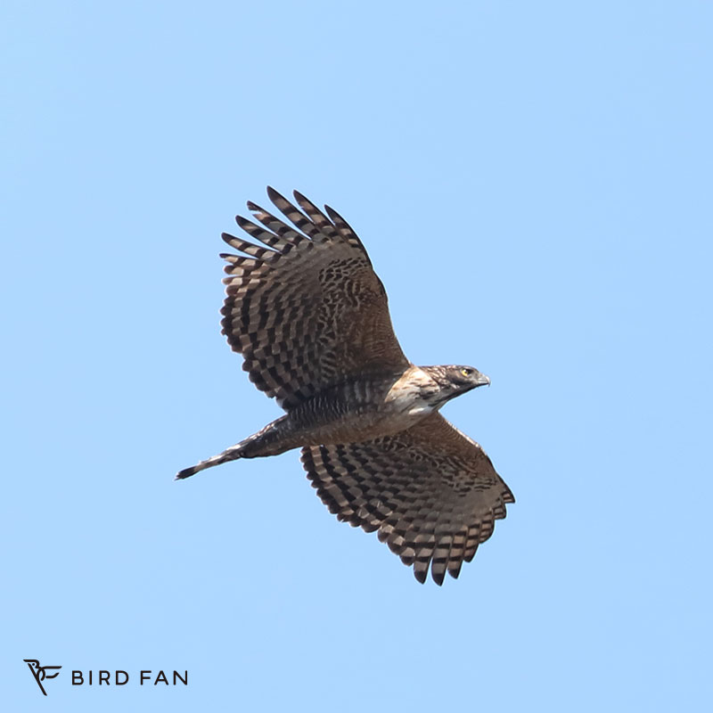 クマタカ – BIRD FAN （日本野鳥の会）