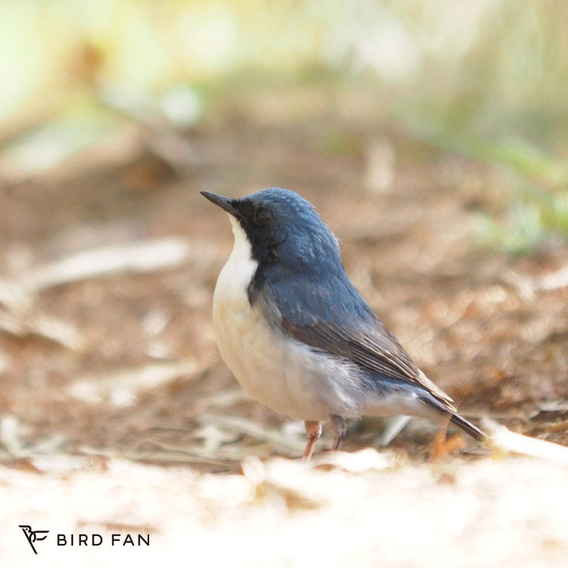 コルリ – BIRD FAN （日本野鳥の会）